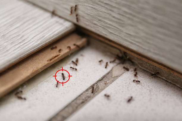 Best Mosquito Control Services  in Longwood, FL