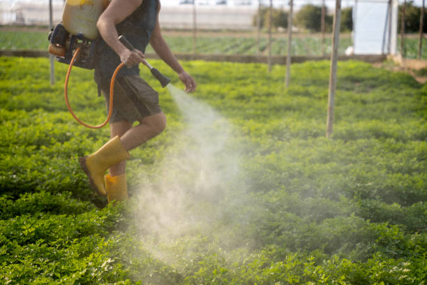 Best Wasp Removal Services  in Longwood, FL