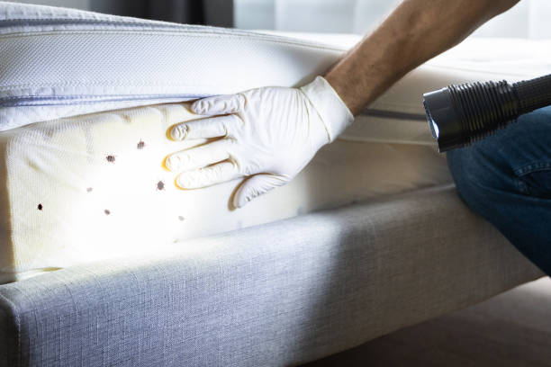Best Bed Bug Extermination  in Longwood, FL