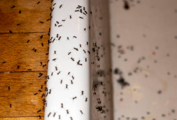 Best Flea Control Services  in Longwood, FL