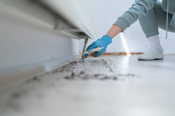 Best Termite Control Services  in Longwood, FL